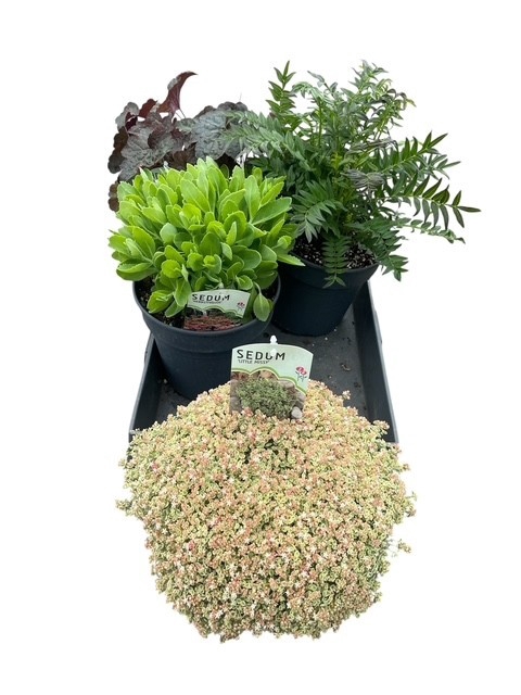 <h4>VASTE PLANT GEM 4 SO</h4>