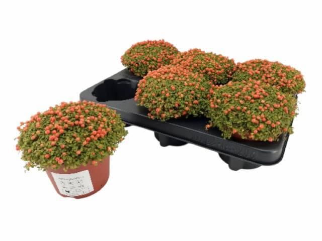 <h4>NERT GR ASTRID</h4>