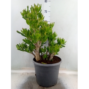 Crassula ovata 'Hobbit'