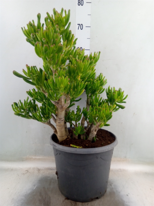 <h4>Crassula ovata 'Hobbit'</h4>