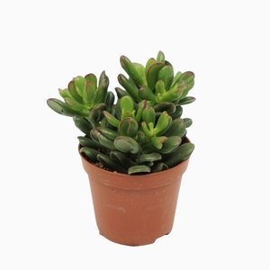 Crassula Gandalf