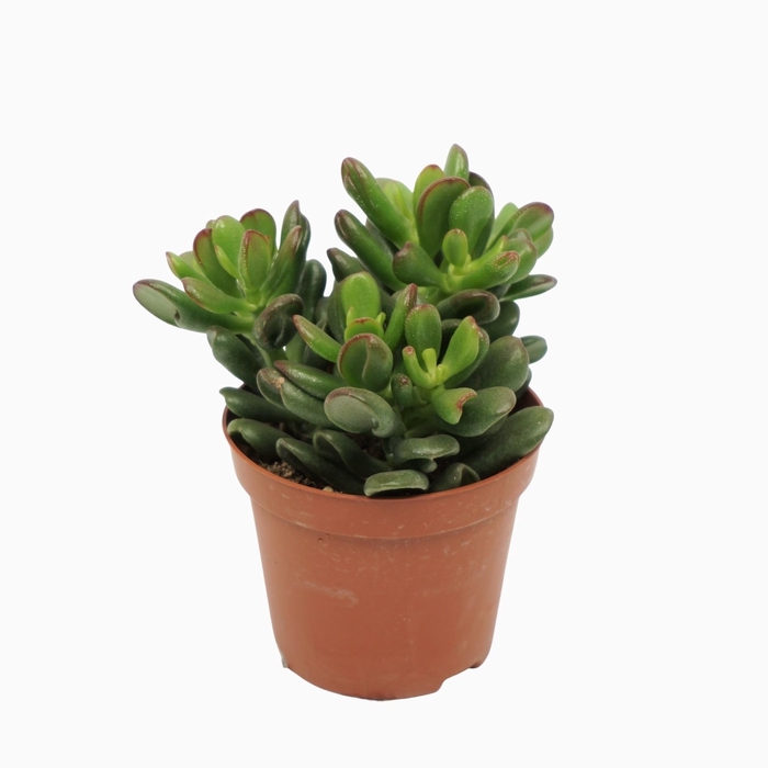 <h4>Crassula Gandalf</h4>