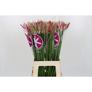 Nerine Ras van Roon
