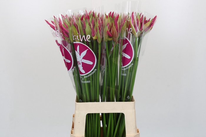 Nerine Ras van Roon