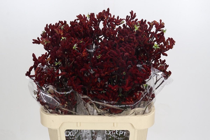 <h4>Anigozanthos Early Spring</h4>