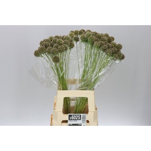 Scabiosa Stellata