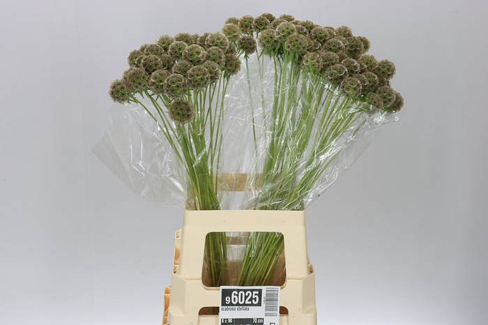 <h4>Scabiosa Stellata</h4>