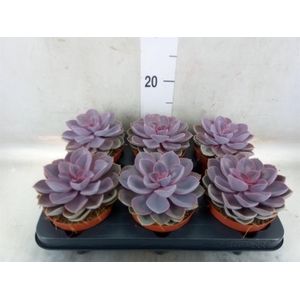 Echeveria  'Purple Pearl'