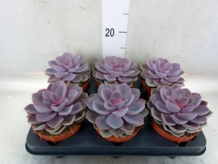 <h4>Echeveria  'Purple Pearl'</h4>