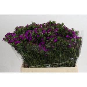 Dianthus Br Amazon Neon Purple