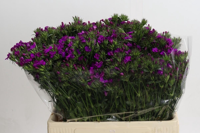 <h4>Dianthus Br Amazon Neon Purple</h4>
