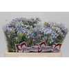 Oxypetalum Tweedia Blue