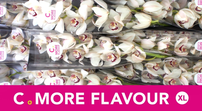 <h4>CYMB T MRS. ESMEE</h4>