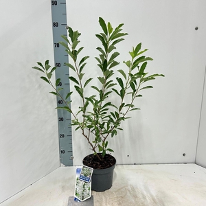 Exochorda racemosa