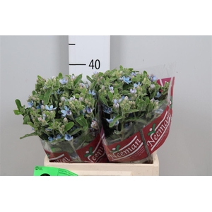 Oxy Co Tan Pure Blu