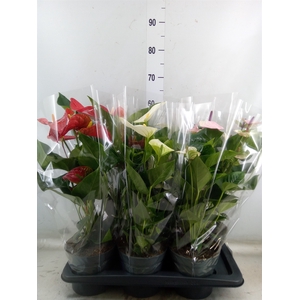 Anthurium   ...mix