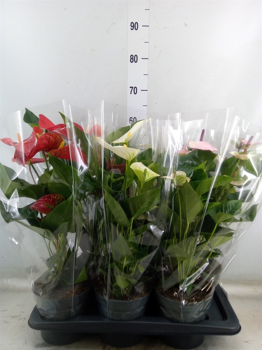 <h4>Anthurium   ...mix</h4>