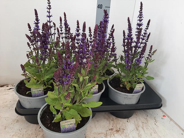 <h4>SALVIA NE SE DP BLUE</h4>