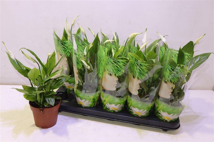 <h4>arr8 Spath Alana</h4>