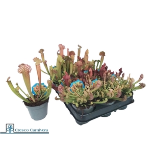 SARRACENIA OV