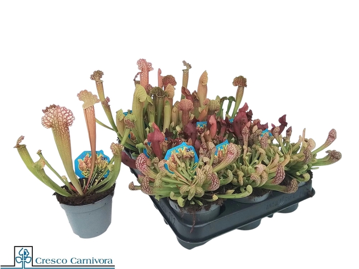 <h4>SARRACENIA OV</h4>