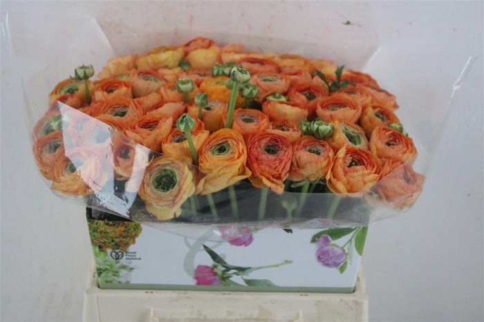 <h4>Ran Cloni 1 Honey</h4>