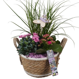 Arr.   Perkplanten L%