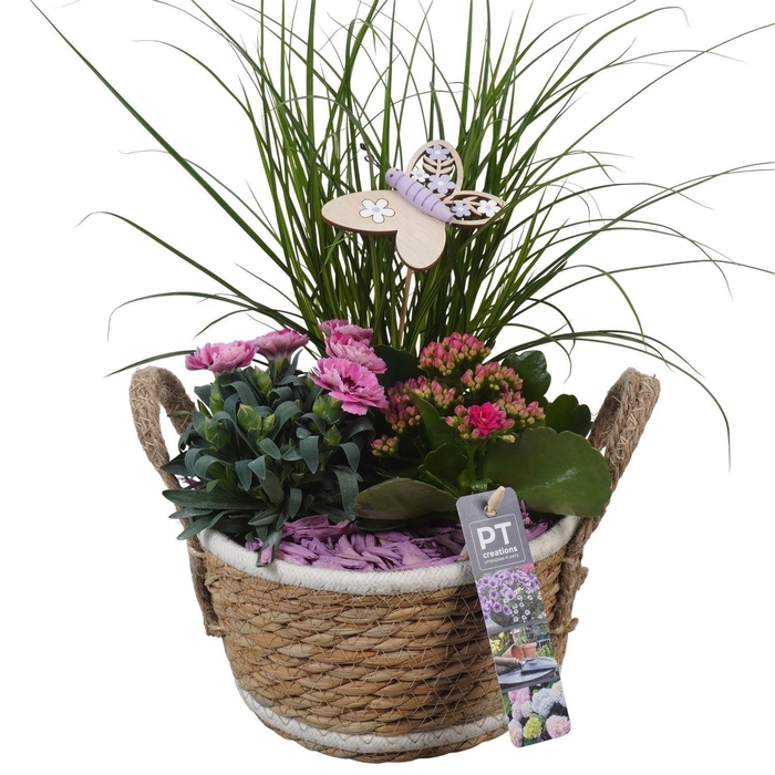 <h4>Arr. Perkplanten L%</h4>