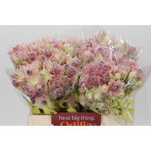 Blushing Bride Pink 2/5 Flowers