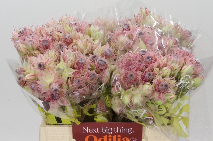 <h4>Blushing Bride Pink 2/5 Flowers</h4>
