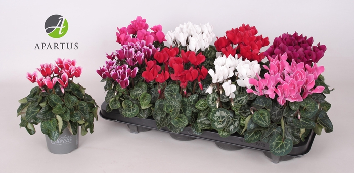 <h4>CYCL KL SUP CARINO</h4>