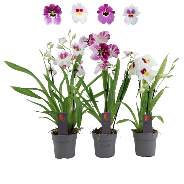 <h4>Inca Miltoniopsis mix 3 spike</h4>