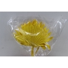 Dried Palm Sun 6pc Yellow Bunch
