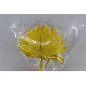 Dried Palm Sun 6pc Yellow Bunch