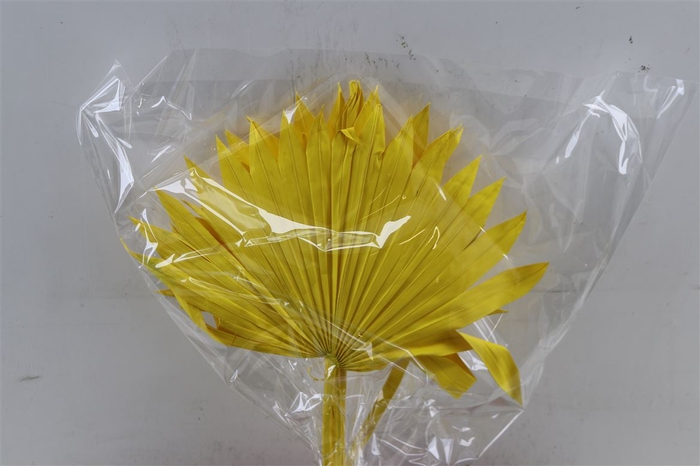 <h4>Dried Palm Sun 6pc Yellow Bunch</h4>