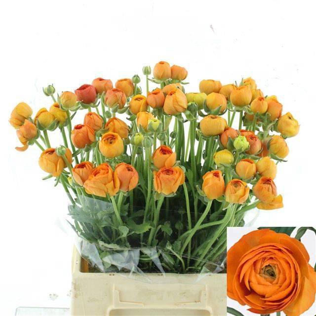 <h4>RAN EL ORANGE</h4>