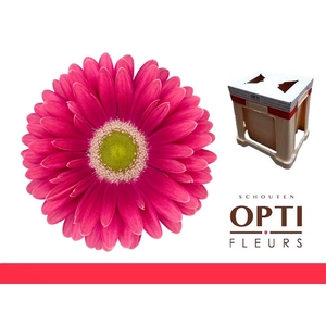 Gerbera Unique Water