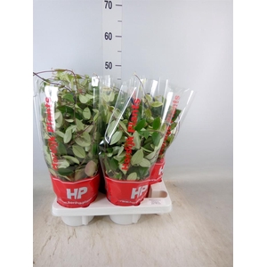 Aeschynanthus lobb. 'Variegatus'