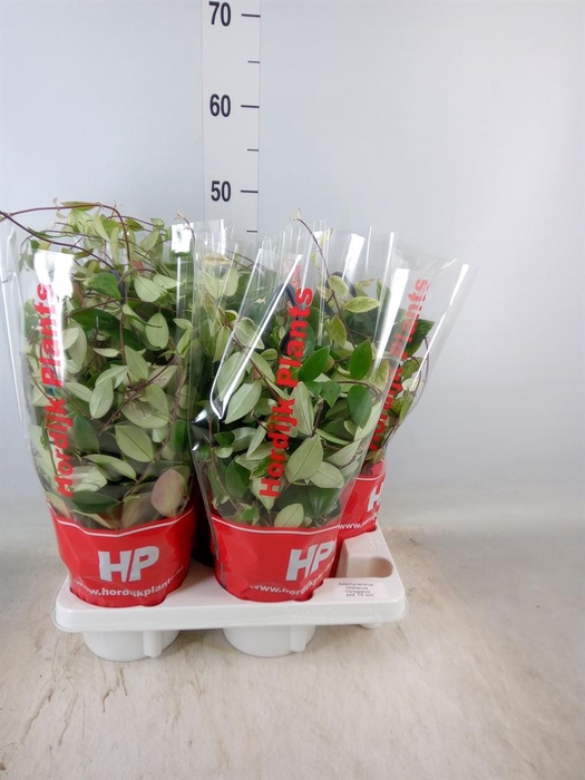 <h4>Aeschynanthus lobb. 'Variegatus'</h4>