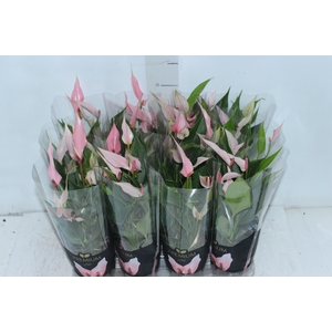 ANTHURIUM LILLI P09 PREMIUM