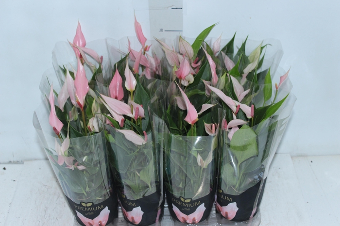 <h4>ANTHURIUM LILLI P09 PREMIUM</h4>