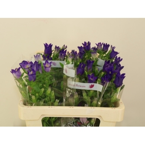 CAMP M CHAMPION BLUE