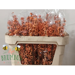 ILEX VE WINTER GOLD
