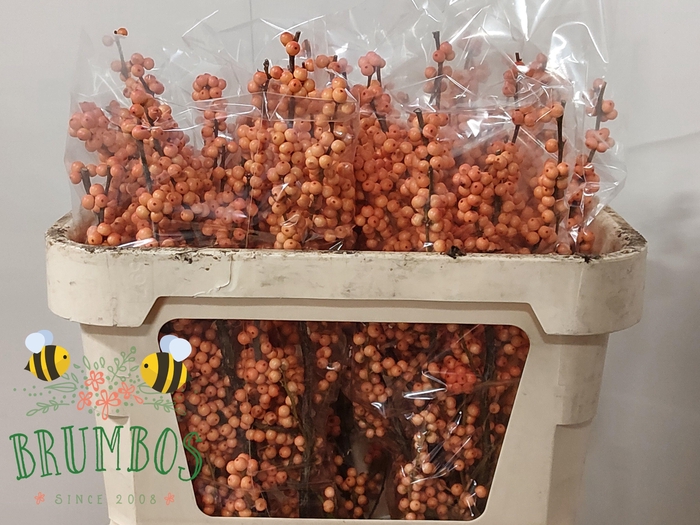 <h4>ILEX VE WINTER GOLD</h4>