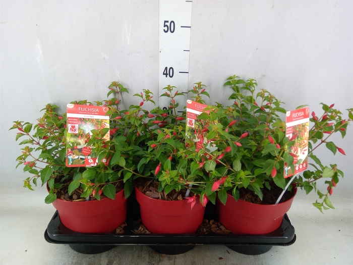 <h4>Fuchsia   ...</h4>
