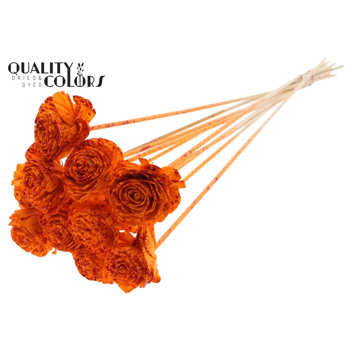 <h4>Shola Beauty Rose 6cm on stem Splashed Orange/Red</h4>