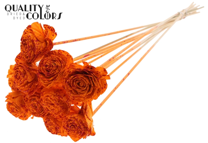 Shola Beauty Rose 6cm on stem Splashed Orange/Red