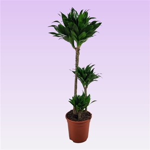 Dracaena compacta 60-30-15 95cm