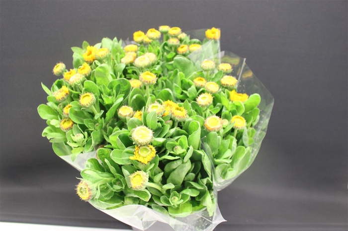 <h4>Calendula Ov Geel</h4>