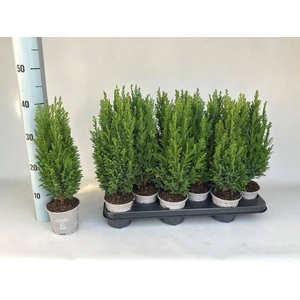 CHAM L ELLWOODII P11